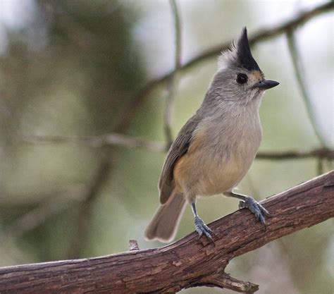 Black Crested Titmouse Birds And Blooms