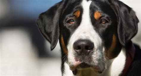 They should have access to a securely fenced yard, but when the cost of a greater swiss mountain dog puppy varies depending on the breeder's locale, whether the pup is male or female, what titles his parents. Greater Swiss Mountain Dog - 15 free HQ online Puzzle ...