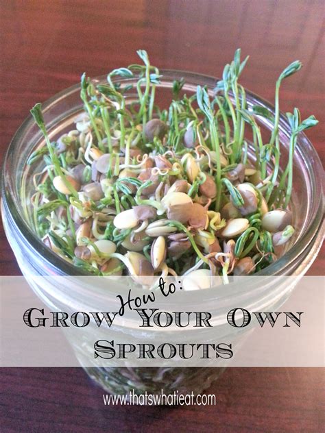 How To Grow Your Own Sprouts The Crafty Blog Stalker