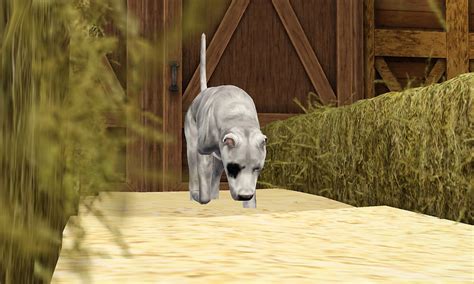 Skc Barnhunt A Year I Sims Kennel Club