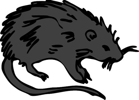 30 Free Black Rat And Rat Images Pixabay