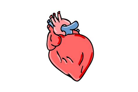 Human Heart Cartoon Custom Designed Illustrations Creative Market