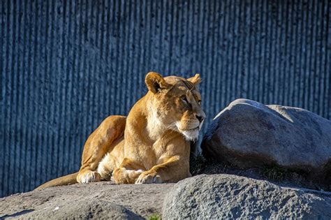 Lioness Animal Mammal Free Photo On Pixabay Pixabay
