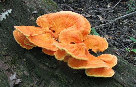 Chicken Of The Woods So Beautiful And Edible Chicken Of The Woods