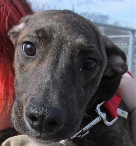 Adopt 37 Jamesadopted On Petfinder Mountain Cur Dog Puppy Adoption