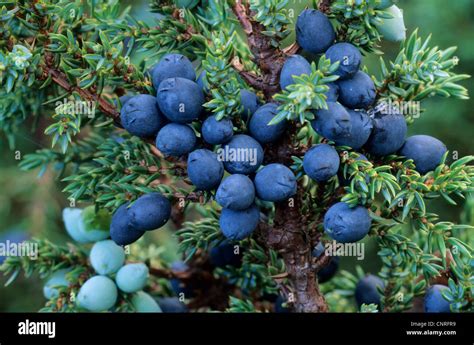 common juniper, ground juniper (Juniperus communis), juniper berries Stock Photo: 47845821 - Alamy