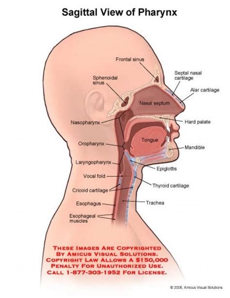 Mouth Throat Diagram Anatomy Of The Mouth And Throat Human Anatomy