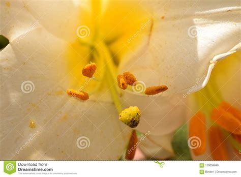 Very Pretty Lilly Close Up In My Garden Stock Image Image Of Village