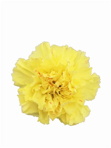 Yellow Carnations In Bulk Metropolitan Wholesale Nj Ny