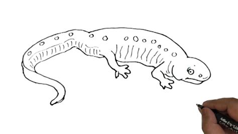 How To Draw Salamander Easy And Step By Step Youtube