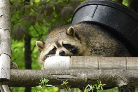 How To Keep Raccoons Away From Your House Nite Guard