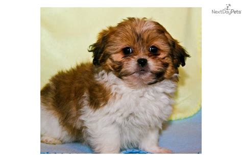 Breeding ckc shih tzu puppies. Shih Tzu puppy for sale near Columbus, Ohio | 9d01ead8-8a11