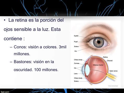 Ojo Ii Función Receptora Y Nerviosa De La Retina