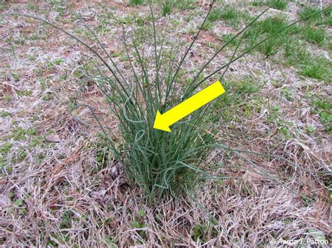 Purdue Turf Tips Weed Of The Month For February 2014 Is Wild Garlic