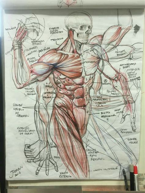 Pin By Erick Cardona On Anatomia Anatomy Sketches Human Anatomy Art