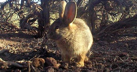 Small Cute And Going Extinct Group Warns Worlds Smallest Rabbit Is