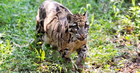 Since 2000, scientists have been searching for the formosan clouded leopard. An 'Extinct' Taiwanese Leopard Was Spotted Again For The First Time In More Than 36 Years ...