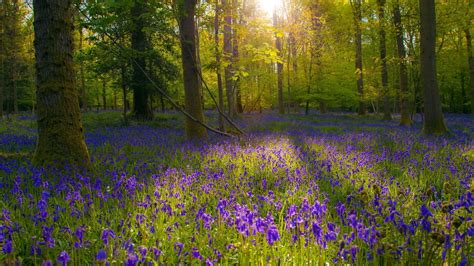 Tapety 1920x1080 Pikseli Niebieskie Kwiaty Las Krajobraz światło