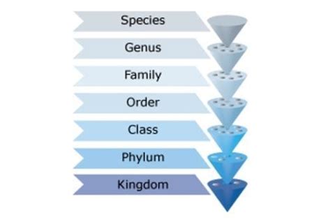 Linnean Classification System — Science Learning Hub