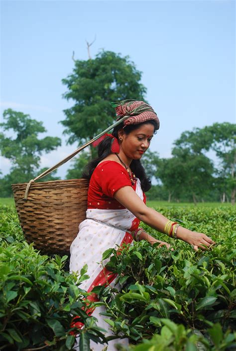 Tea Plantation Green Harvesting Leaves Farming Farmer Land