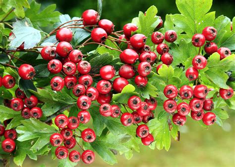 Hawthorn Benefits Side Effects And Preparations