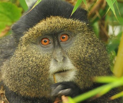 Gorillas Golden Monkeys And Dian Fossey Trail 5 Days A One Safaris