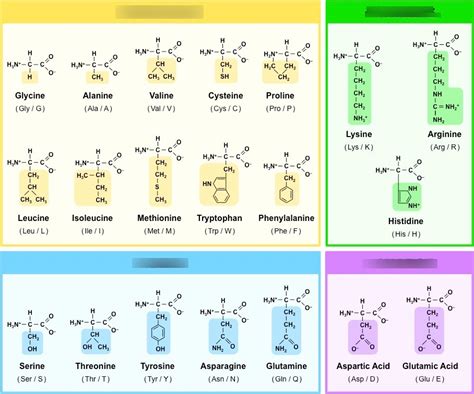 Amino Acid Groups Diagram Quizlet