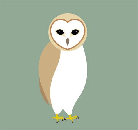 Best Barn Owl Illustrations Royalty Free Vector Graphics And Clip Art