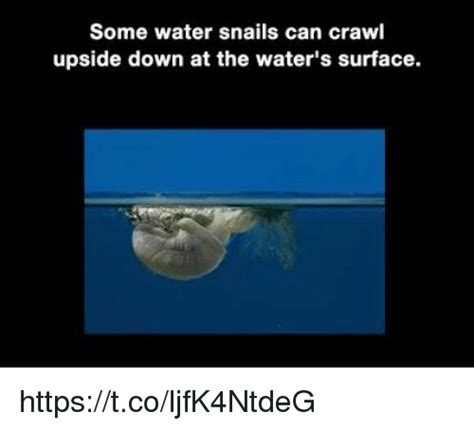 some water snails can crawl upside down at the water s surface tcoljfk4ntdeg meme on me me