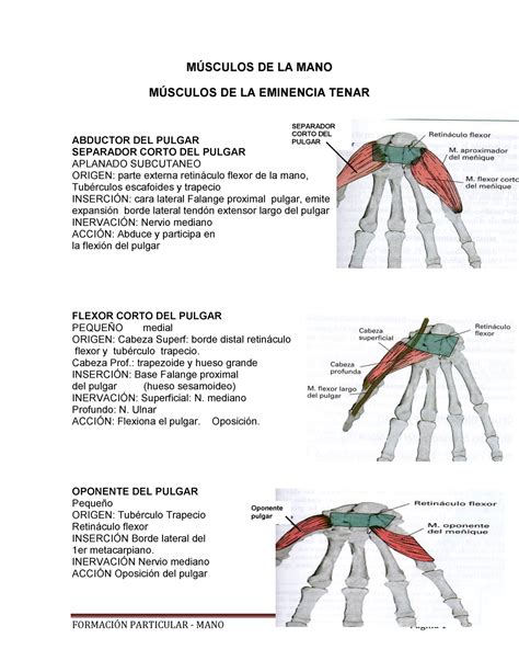 Mano Musculos De La Mano Esquematizacion Oirgen Insercion MÚsculos