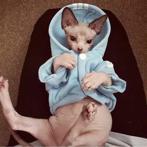 Pin By Jon Dobrowsky On Cats In 2020 Hairless Kitten Cute Animals Cats