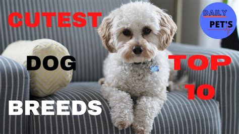 Top 10 Cutest Dog Breeds Cute Dogs Daily Pets Youtube