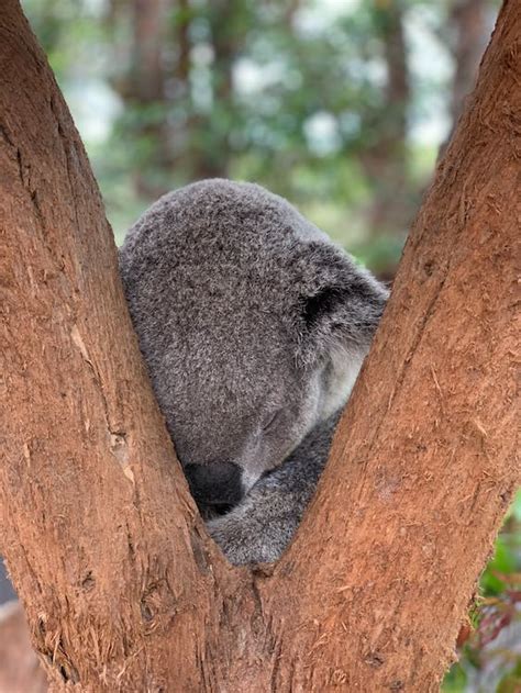 Koala Bear Sleeping On Tree · Free Stock Photo
