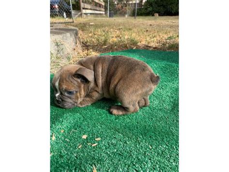 Dear bulldogs and mastiffs lover, we appreciate your interest in a bulldogs or mastiffs from old red english bulldogs kennel inc., one of the best kennels in the world. 3 Olde English Bulldog puppies for sale in Fresno ...