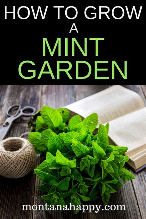 How To Grow A Mint Garden Montana Happy