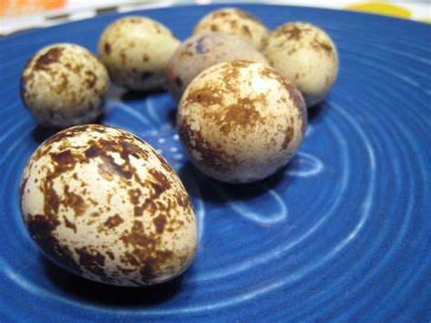 Quail Eggs Quail Eggs William Jones Flickr