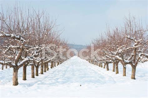 Orchard Winter Stock Photo Royalty Free Freeimages