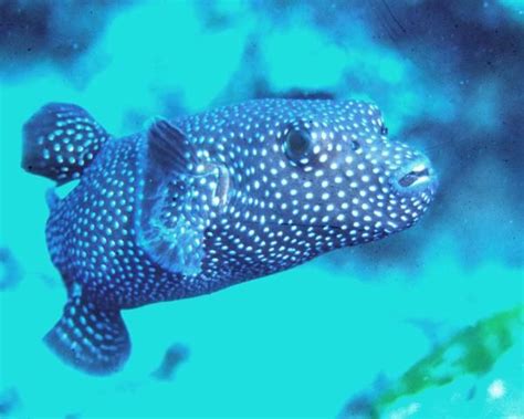 Pufferfish Pufferfish Guineafowl Puffer Puffer Fish Blue Puffer