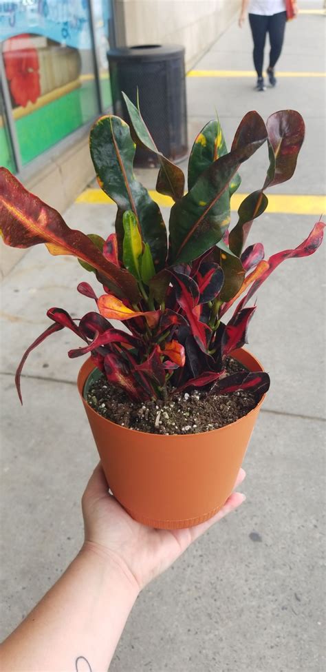 Not only does trader joe's sell money trees, but you can find all sorts of flowers and plants at great prices, too! At a trader joes labeled "tropical plant". What is it? # ...