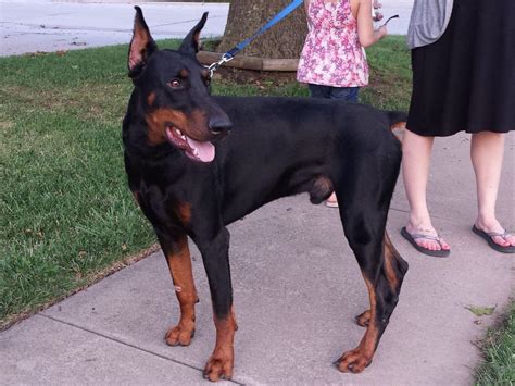 Contact us we will be happy to chat about this amazing breed. Doberman Pinscher puppies for sale near Manvel, Texas ...