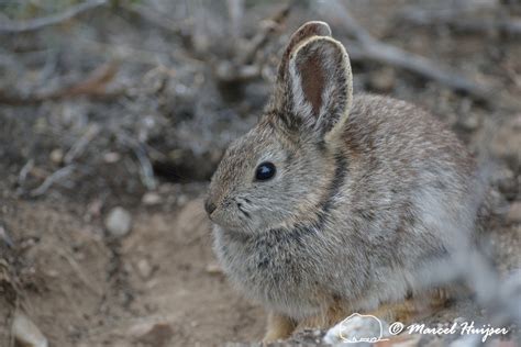 Marcel Huijser Photography Montana Wildlife Pygmy Rabbit