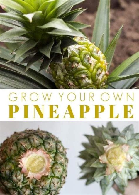 Grow Your Own Pineapple Tree The Best Diy Ever 🍍🌱 How To Grow A