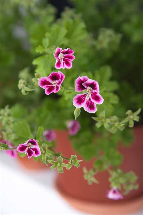 How To Plant And Grow Scented Geraniums Gardeners Path