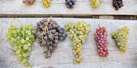 Fermented Grape Clearance Cheapest Save 64 Jlcatjgobmx