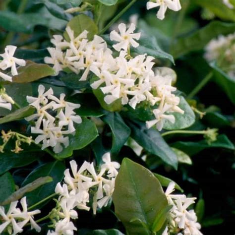 Buy 25 Gal Confederate Jasmine Star Jasmine Live Vine Plant With