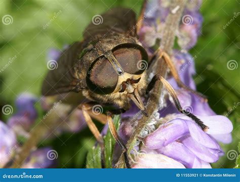 The Gadfly Stock Image Image 11553921