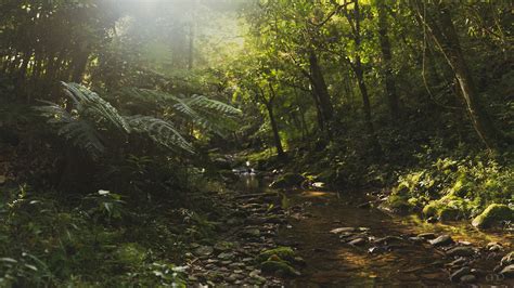 Wallpaper Jungle Sunlight Trees Creek Stones 2560x1440 Qhd Picture