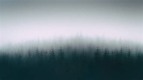 Treetops Fog Stock Photos Pictures And Royalty Free Images Istock