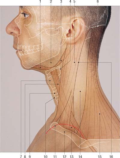 Anatomy Of The Human Back