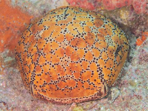 Spiny Cushion Star Culcita Schmideliana For More Marine Flickr